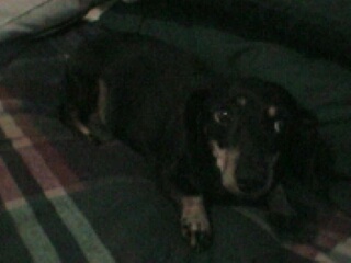 mitzy6.jpg (19617 bytes)